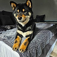 Akira participe au concours pour gagner de l'argent avec cette photo : dog, shiba_inu, pet, bed, blanket, indoor, cozy, furniture, animal, lying_down, fur, paw, cute, smile, resting, canine, domestic_animal, portrait, living_room, relaxed