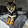 dog, shiba_inu, pet, bed, blanket, indoor, cozy, furniture, animal, lying_down, fur, paw, cute, smile, resting, canine, domestic_animal, portrait, living_room, relaxed