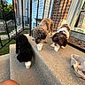 Mae is registered to the contest to win money with this photo: black_fur, brick_wall, brown_fur, concrete, cup, curly_fur, dog, door, front_porch, grass, ice_cream, outdoor, pet, railing, relaxation, shadow, steps, summer, sunlight, white_fur