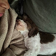 Mae joined the competition — help win amazing prizes! blanket, brown, closeup, comfort, couch, cozy, dog, face, fur, indoor, intimate, person, pet, relaxation, resting, sleeping, snuggling, sweater, warm, white