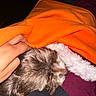 Mae is registered to the contest to win money with this photo: animal, blanket, brown_fur, closeup, comfort, cozy, dark_background, dog, fur, hand, human_hand, indoor, orange_blanket, pet, relaxation, resting, snuggled, soft_texture, warmth, white_fur