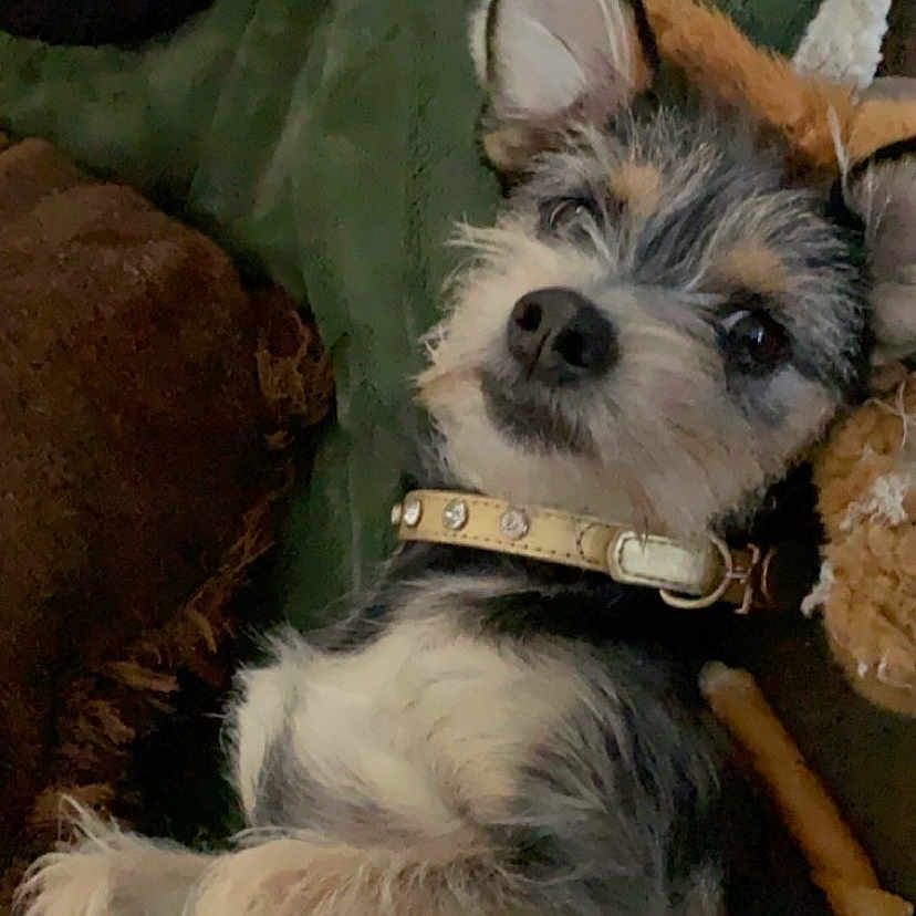 Pepper is registered to the contest to win money with this photo: biewer_terrier, canidae, carnivore, collar, companion_dog, dog, dog_breed, dog_collar, dog_supply, fawn, fur, non_sporting_group, puppy, schnauzer, small_terrier, snout, sporting_group, terrier, toy_dog, working_animal