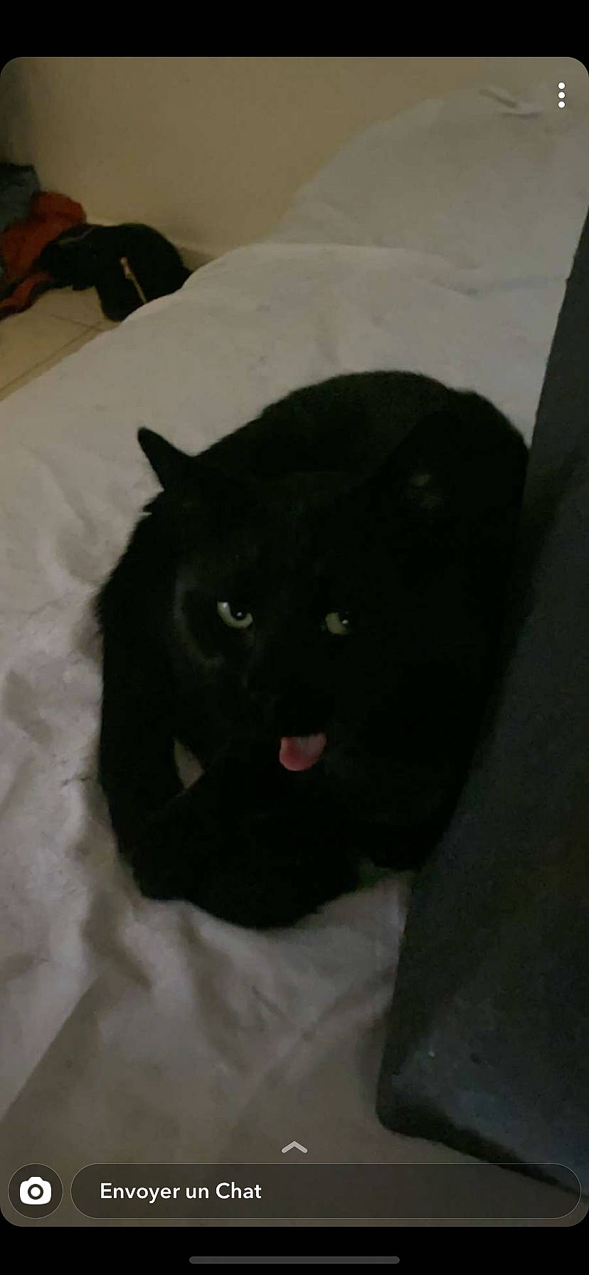 Oscar a rejoint le concours — aidez-le/la à gagner de superbes lots ! black, black_cat, bombay, carnivore, cat, domestic_short_haired_cat, felidae, small_to_medium_sized_cats, snout, tail, whiskers