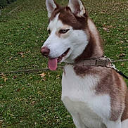 Aiko a rejoint le concours — aidez-le/la à gagner de superbes lots ! dog, siberian_husky, husky, canine, pet, animal, outdoor, garden, grass, leaves, autumn, harness, leash, tongue_out, blue_eyes, brown_and_white, portrait, sitting, alert, residential_background
