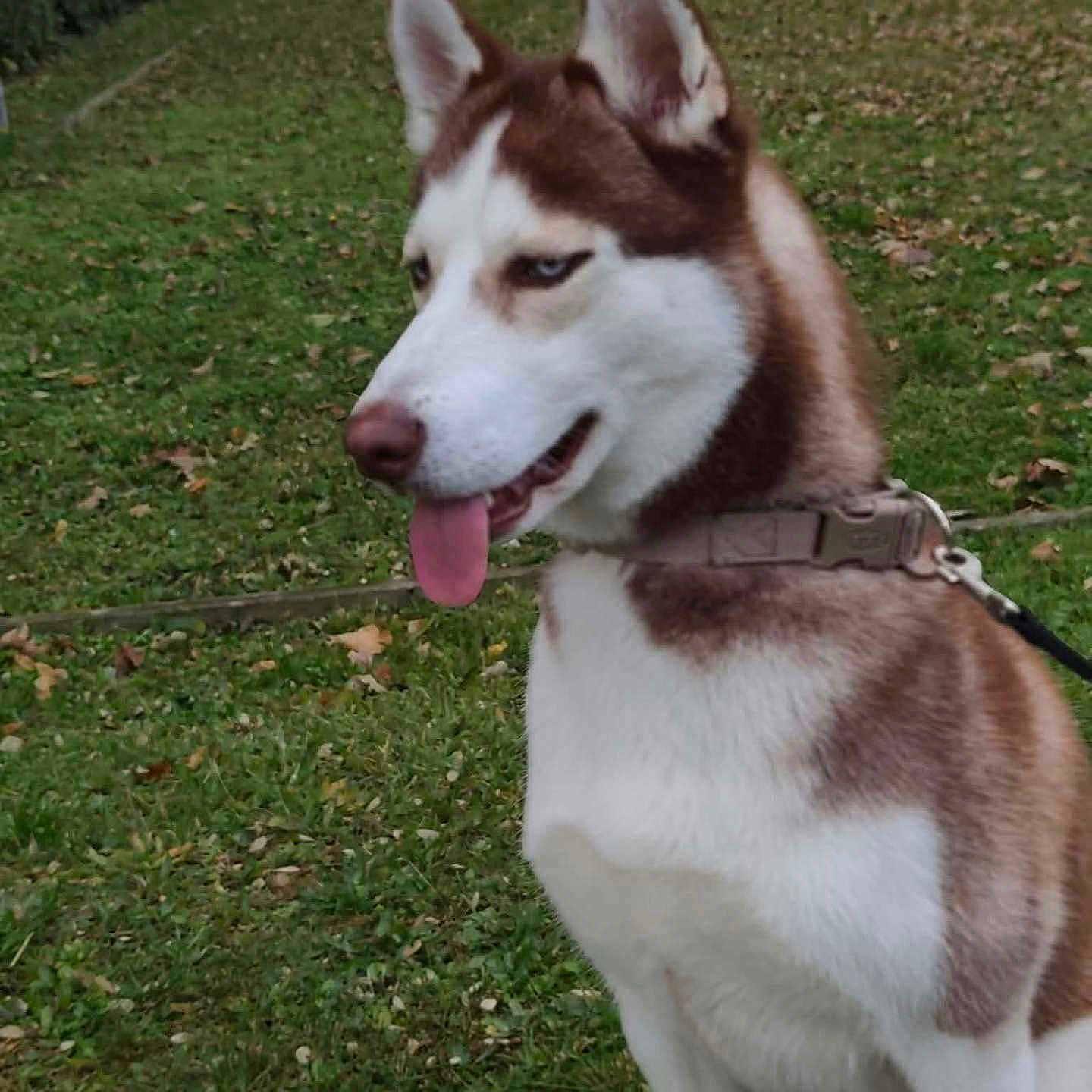 Aiko a rejoint le concours — aidez-le/la à gagner de superbes lots ! dog, siberian_husky, husky, canine, pet, animal, outdoor, garden, grass, leaves, autumn, harness, leash, tongue_out, blue_eyes, brown_and_white, portrait, sitting, alert, residential_background