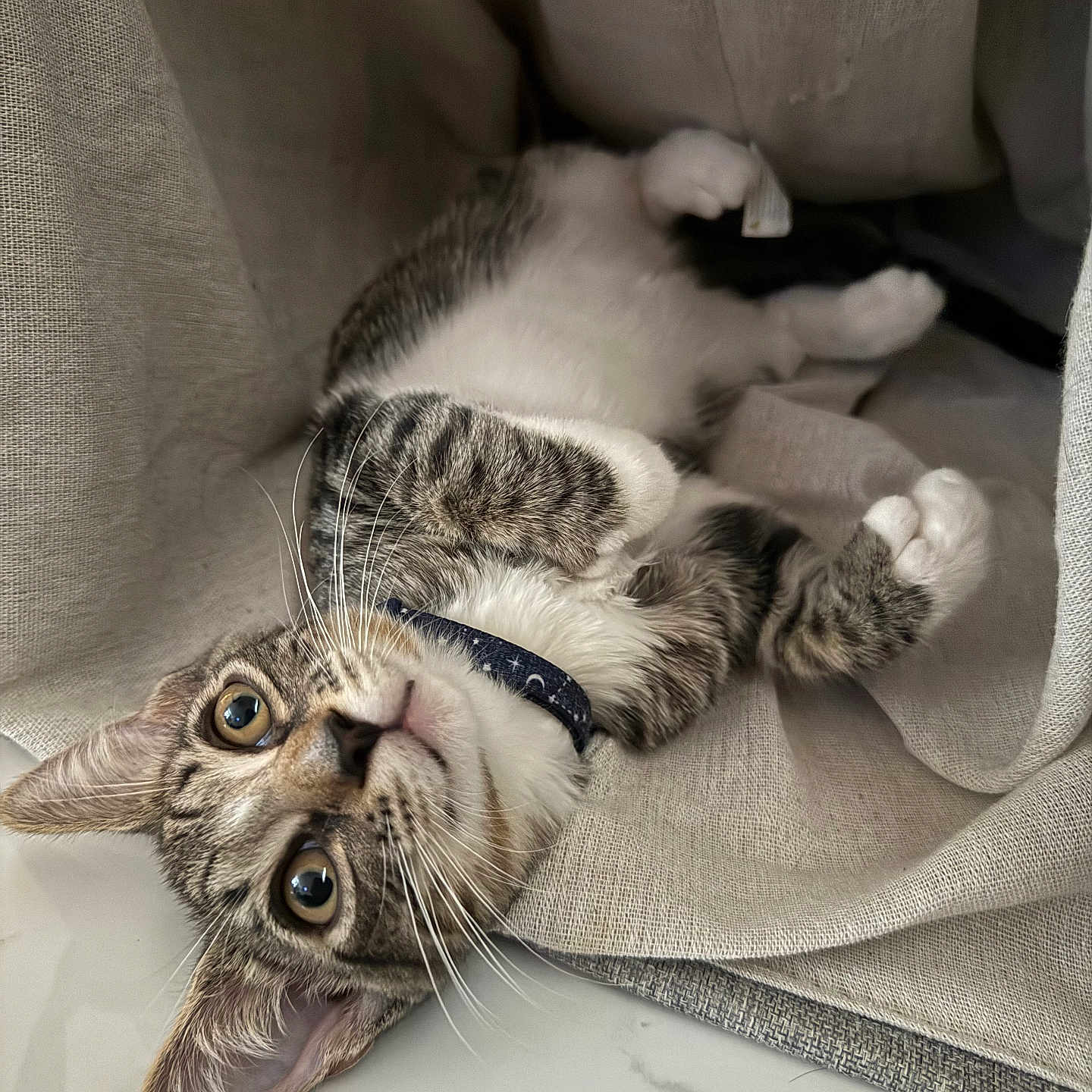 Galxy joined the competition — help win amazing prizes! animal, cat, closeup, collar, curious, cute, ears, eyes, fabric, fur, indoor, lying_down, paws, pet, playful, relaxed, resting, soft_texture, tabby, whiskers