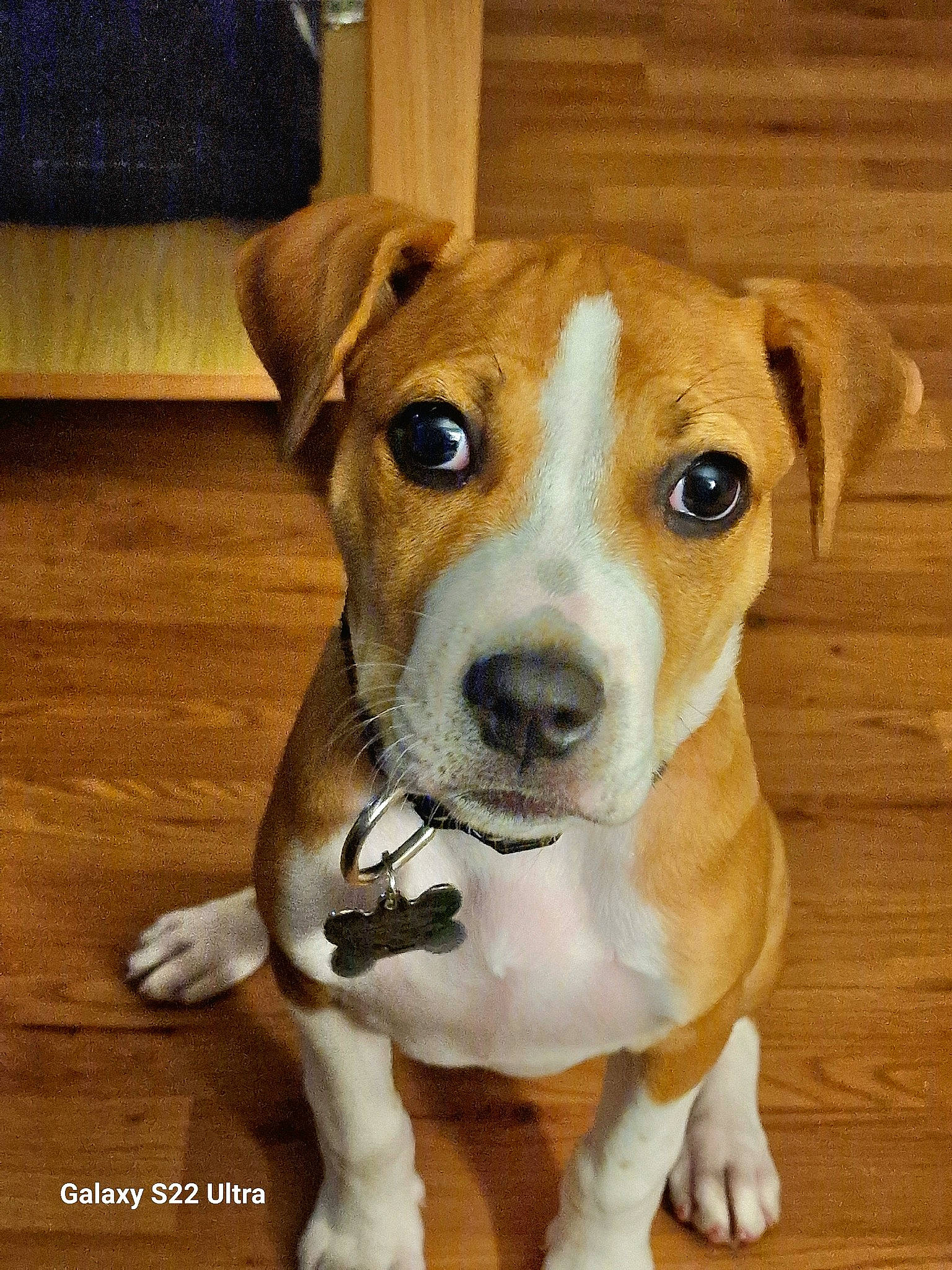 Ella is registered to the contest to win money with this photo: ancient_dog_breeds, canidae, carnivore, collar, companion_dog, dishware, dog, dog_breed, dog_collar, fawn, flooring, hardwood, non_sporting_group, pet_supply, serveware, snout, sporting_group, whiskers, wood, working_animal