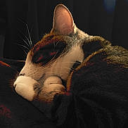 Pacha participe au concours pour gagner de l'argent avec cette photo : cat, sleeping, cozy, paw, fur, whiskers, closeup, rest, domestic_animal, pet, feline, relaxation, dark_background, cute, animal, mammal, home, quiet, soft, calm