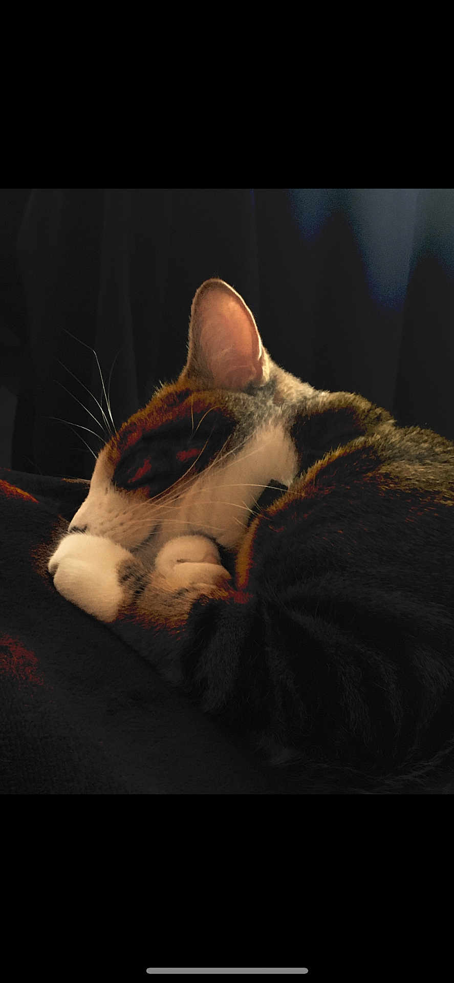 Pacha participe au concours pour gagner de l'argent avec cette photo : cat, sleeping, cozy, paw, fur, whiskers, closeup, rest, domestic_animal, pet, feline, relaxation, dark_background, cute, animal, mammal, home, quiet, soft, calm