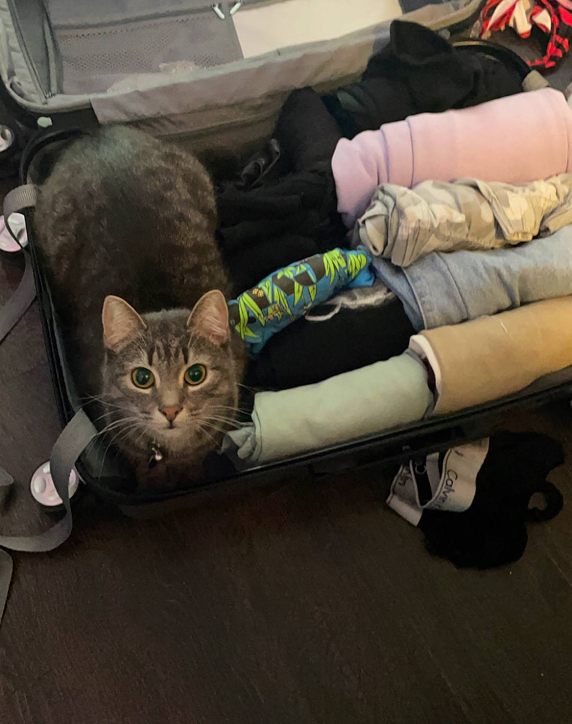 Gizmo is registered to the contest to win money with this photo: bag, baggage, carnivore, cat, comfort, couch, domestic_short_haired_cat, felidae, fur, grey, hardwood, human_leg, lap, luggage_and_bags, sitting, small_to_medium_sized_cats, tail, vehicle, whiskers, wood