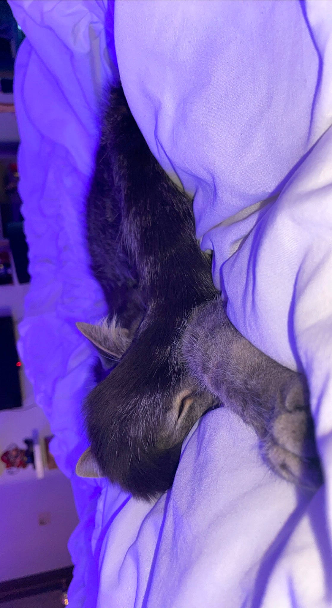 Gizmo joined the competition — help win amazing prizes! canidae, carnivore, claw, comfort, companion_dog, dog_breed, dress, ear, electric_blue, fawn, felidae, fur, gesture, human_leg, purple, small_to_medium_sized_cats, snout, sporting_group, violet, whiskers