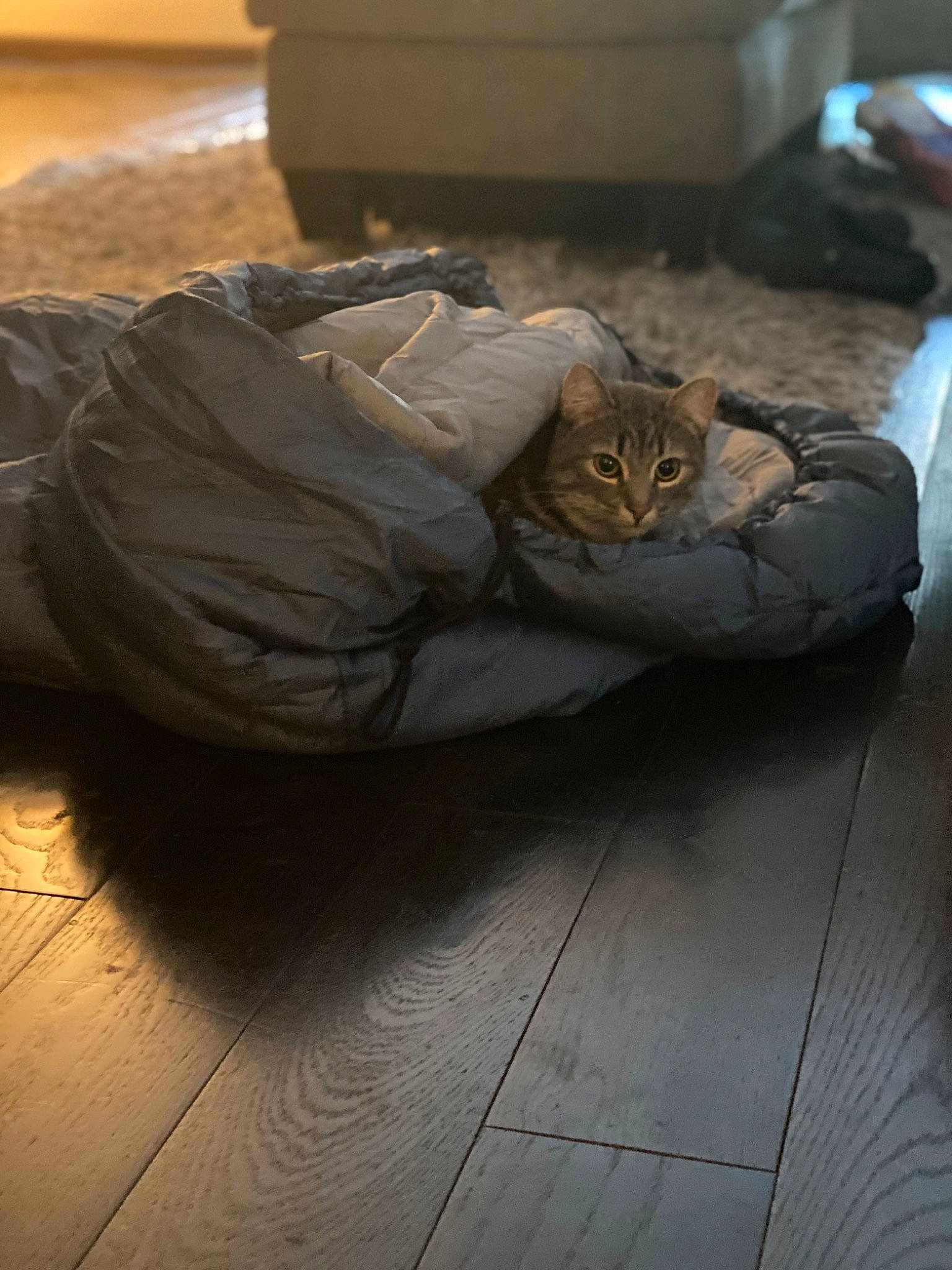 Gizmo is registered to the contest to win money with this photo: asphalt, automotive_design, automotive_lighting, automotive_tire, carnivore, cat, comfort, felidae, floor, flooring, fur, grey, hardwood, road_surface, sitting, small_to_medium_sized_cats, tail, tire, whiskers, wood