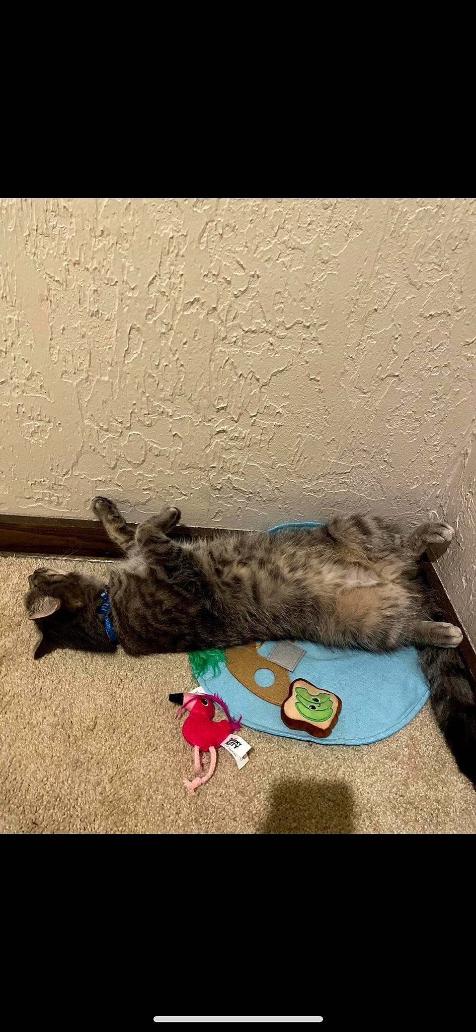 Gizmo is registered to the contest to win money with this photo: canidae, carnivore, cat, comfort, dog_breed, domestic_short_haired_cat, felidae, flooring, fur, grey, mammal, nap, paw, pet_supply, room, small_to_medium_sized_cats, sporting_group, tail, vertebrate, whiskers