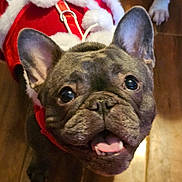 Jitterbug joined the competition — help win amazing prizes! adorable, animal, canine, close_up, companion, cute, dog, ears_up, festive, french_bulldog, happy, holiday_outfit, indoor, pet, portrait, red_clothing, smiling, tongue_out, white_fur_trim, wooden_floor