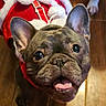 adorable, animal, canine, close_up, companion, cute, dog, ears_up, festive, french_bulldog, happy, holiday_outfit, indoor, pet, portrait, red_clothing, smiling, tongue_out, white_fur_trim, wooden_floor
