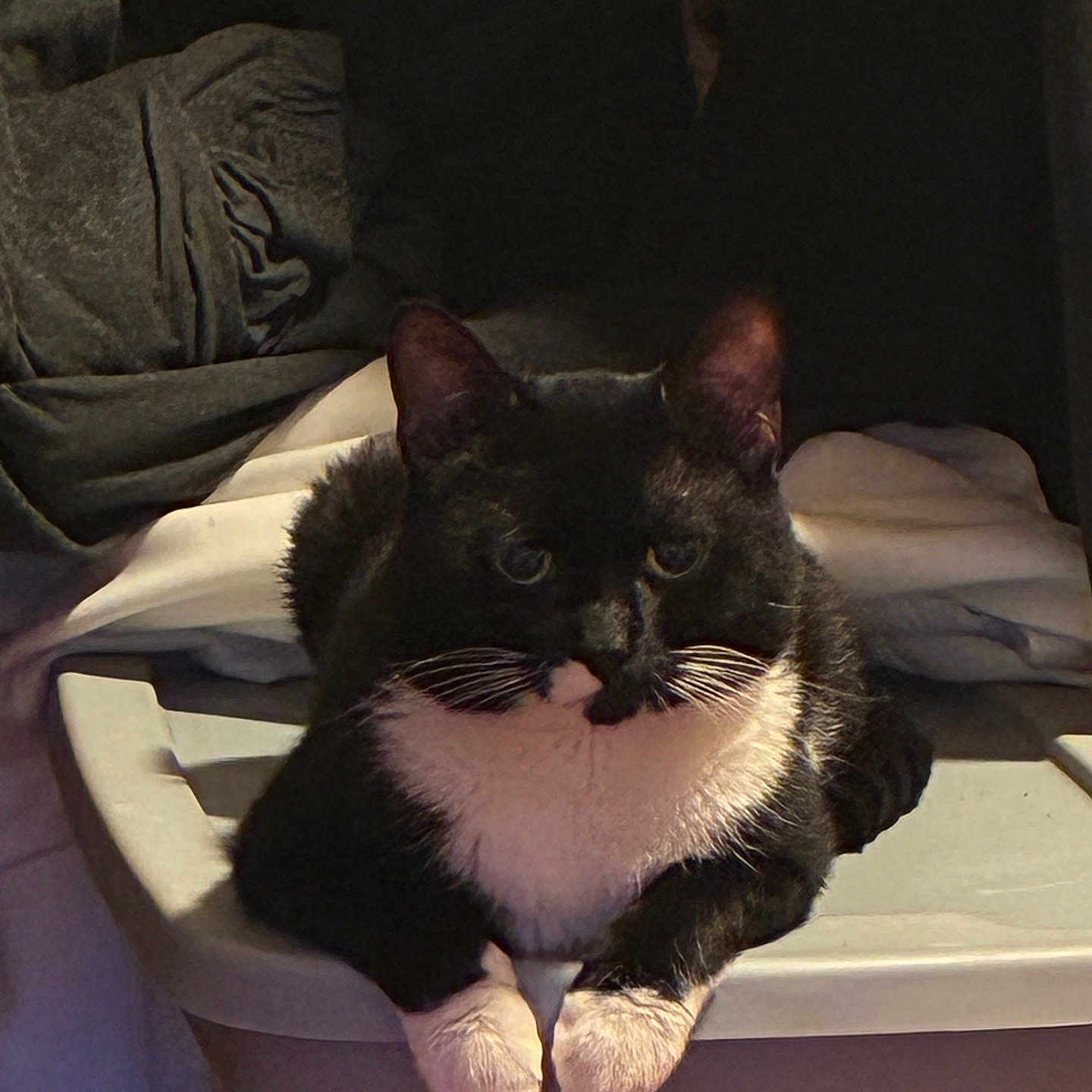 Milo