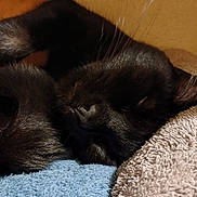Cat joined the competition — help win amazing prizes! black_cat, cat, sleeping, whiskers, towel, blanket, close_up, cozy, pet, nap, indoor, fur, nose, portrait, peaceful, curled_up, soft_texture, domestic_animal, sleeping_face, whisker_detail