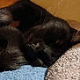 black_cat, cat, sleeping, whiskers, towel, blanket, close_up, cozy, pet, nap, indoor, fur, nose, portrait, peaceful, curled_up, soft_texture, domestic_animal, sleeping_face, whisker_detail