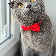 Lokum a rejoint le concours — aidez-le/la à gagner de superbes lots ! cat, gray_cat, yellow_eyes, bow_tie, red_bow_tie, pet, feline, window, indoor, fluffy, close_up, portrait, cute, whiskers, curious, sitting, soft_light, domestic_animal, animal, furry