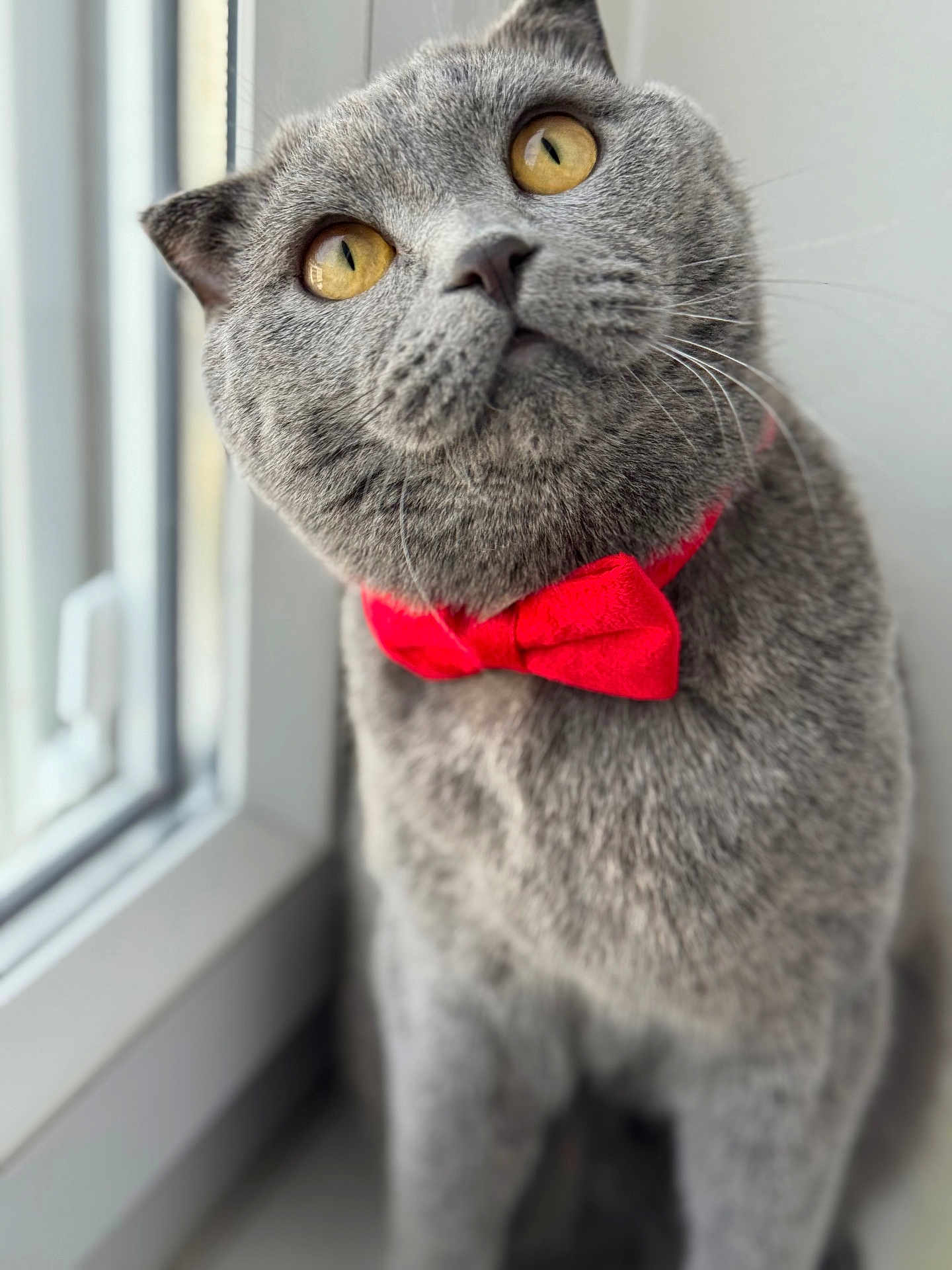 Lokum a rejoint le concours — aidez-le/la à gagner de superbes lots ! cat, gray_cat, yellow_eyes, bow_tie, red_bow_tie, pet, feline, window, indoor, fluffy, close_up, portrait, cute, whiskers, curious, sitting, soft_light, domestic_animal, animal, furry