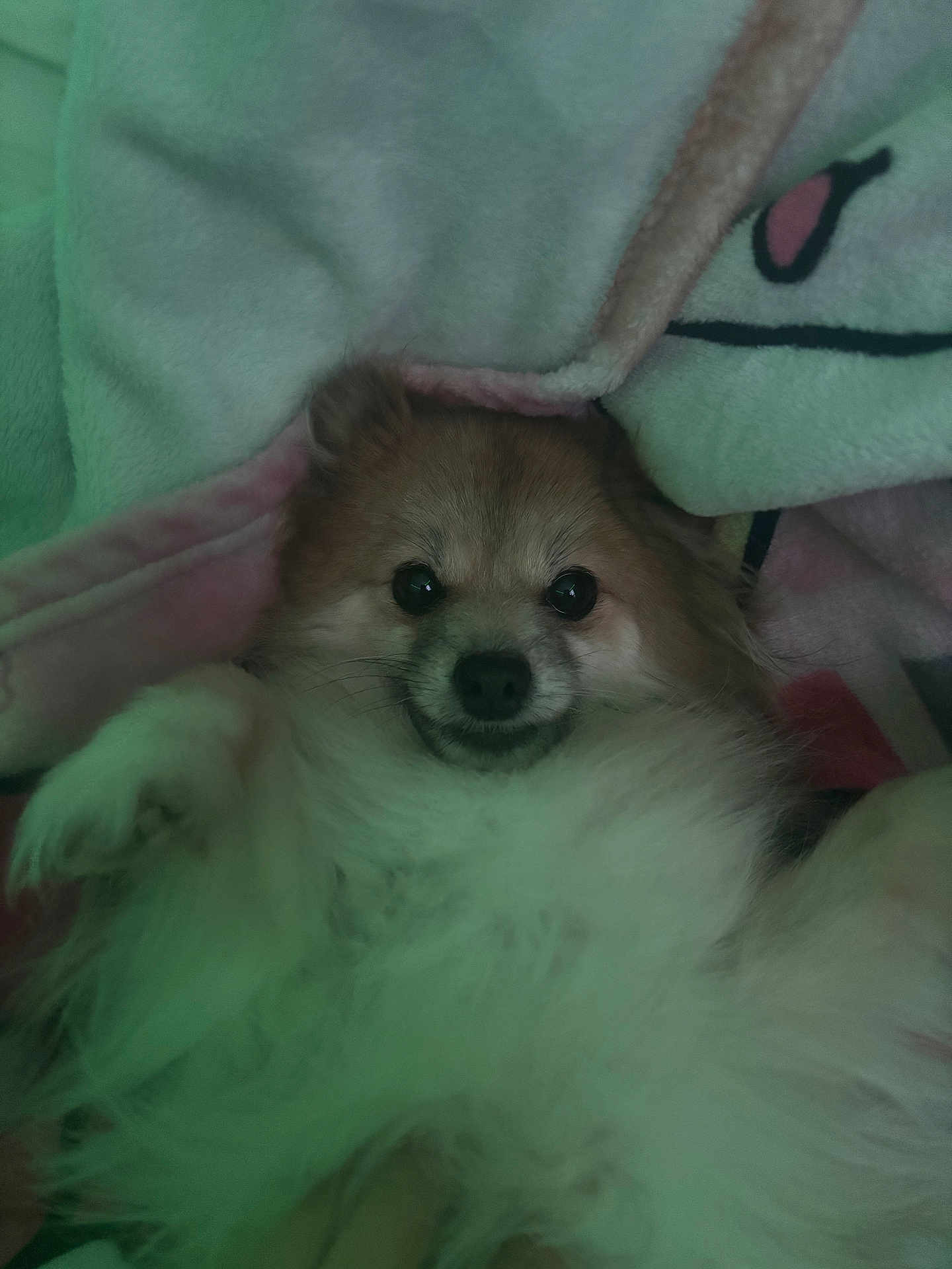 Lola joined the competition — help win amazing prizes! dog, fluffy, blanket, cozy, cute, pet, fur, snuggled, indoors, comfort, animal, canine, soft, relaxed, lying_down, face, ears, nose, whiskers, friendly