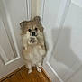 dog, small_dog, fluffy, standing, indoor, wooden_floor, door, corner, pet, animal, cute, paw, looking_up, fur, domestic_animal, canine, white_door, curious, friendly, companion