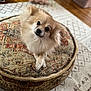 Lola joined the competition — help win amazing prizes! dog, fluffy, pouf, crossed_paws, indoor, wooden_floor, rug, curious, pet, animal, cute, small_dog, furry, cozy, living_room, patterned, resting, domestic, companion, comfortable