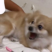 Lola is registered to the contest to win money with this photo: dog, blurry, fur, mouth_open, white_surface, eyelash_curlers, pink_handles, purple_handles, indoor, fur_color_tan, fur_color_white, paw, pet, animal, expression, startled, close_up, toy, bed, skin