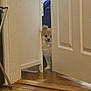 dog, small_dog, fluffy_dog, peeking, door, wooden_floor, indoor, home, curious, partially_open_door, furniture, cabinet, pet, animal, brown_and_white, room, wood, flooring, quiet, watchful