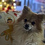 Lola is registered to the contest to win money with this photo: dog, pomeranian, fluffy, pet, portrait, indoors, holiday_lights, pillow, decor, cute, animal, furry, face, whiskers, ears, home, cozy, soft_focus, background, festive