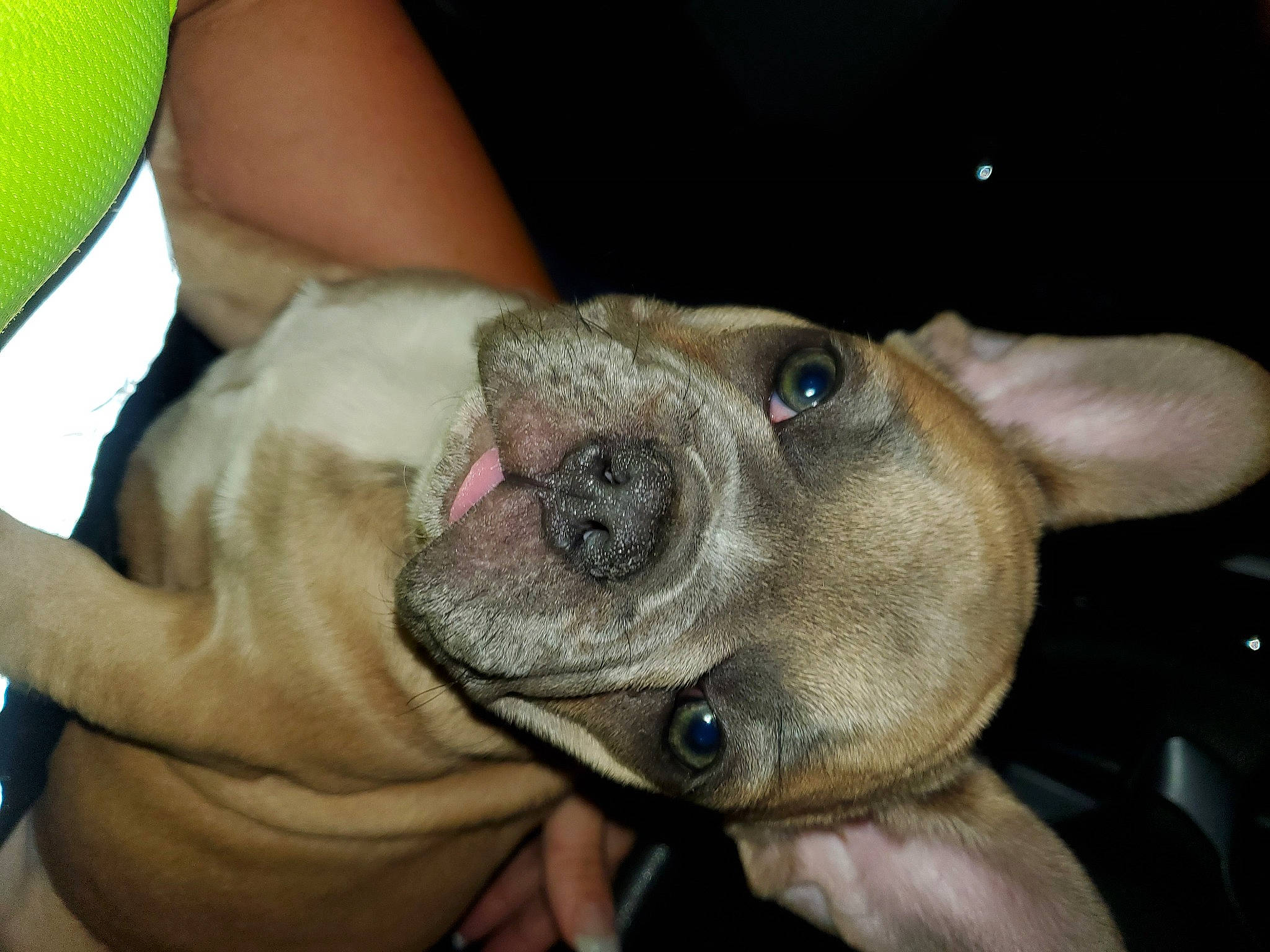 Phoenix is registered to the contest to win money with this photo: canidae, carnivore, companion_dog, dog, dog_breed, ear, fawn, fur, gesture, nail, non_sporting_group, snout, sporting_group, thumb, whiskers, working_animal, wrinkle, wrist