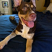 Olivia is registered to the contest to win money with this photo: dog, bed, blue_bedspread, smiling, tongue_out, indoor, lamp, bedroom, toy, brown_dog, white_markings, furniture, doorway, bathroom, window, light, relaxed, pet, domestic, canine