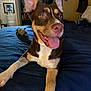 dog, bed, blue_bedspread, smiling, tongue_out, indoor, lamp, bedroom, toy, brown_dog, white_markings, furniture, doorway, bathroom, window, light, relaxed, pet, domestic, canine