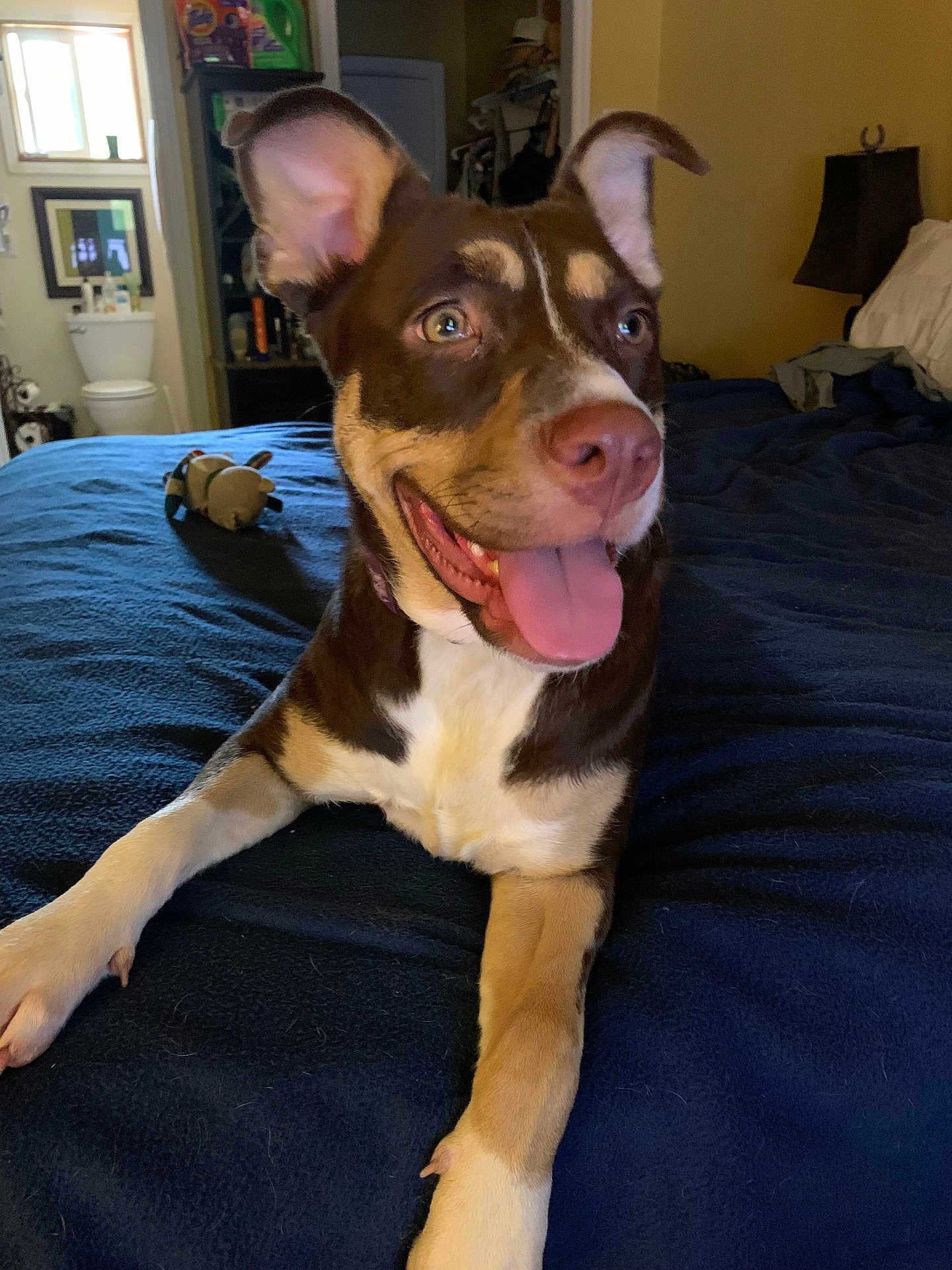 Olivia is registered to the contest to win money with this photo: dog, bed, blue_bedspread, smiling, tongue_out, indoor, lamp, bedroom, toy, brown_dog, white_markings, furniture, doorway, bathroom, window, light, relaxed, pet, domestic, canine