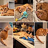 Tina is registered to the contest to win money with this photo: cat, orange_tabby, ginger_cat, pet, feline, collage, portrait, sleeping, playing, toy, indoors, home, kitchen, countertop, cabinet, blanket, carpet, collar, whiskers, cute