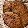 Tina is registered to the contest to win money with this photo: cat, ginger_cat, sleeping, curled_up, blanket, furry, orange, indoors, cozy, pet, animal, resting, paws, collar, pink_collar, soft, warm, cute, close_up, relaxed
