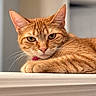 cat, orange_cat, feline, pet, animal, portrait, close_up, face, whiskers, ears, eyes, paws, fur, ginger, tabby, relaxed, lounging, windowsill, indoor, photography