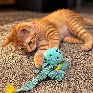 Tina joined the competition — help win amazing prizes! cat, kitten, orange_tabby, striped_fur, pet, animal, lying_down, playing, toy, plush_toy, feathers, carpet, indoor, home, collar, pink_collar, green_toy, cute, whiskers, close_up