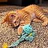 cat, kitten, orange_tabby, striped_fur, pet, animal, lying_down, playing, toy, plush_toy, feathers, carpet, indoor, home, collar, pink_collar, green_toy, cute, whiskers, close_up