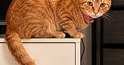 Tina joined the competition — help win amazing prizes! cat, orange_tabby, pet, feline, animal, sitting, perched, cabinet, furniture, tail, whiskers, ears, collar, indoors, home, portrait, looking_at_camera, alert, orange_fur, vertical_photo