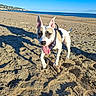 dog, beach, sand, stick, sea, sky, sunlight, shadow, harness, playful, outdoor, animal, canine, daytime, nature, pet, walk, coast, water, summer