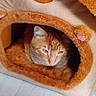 Willy participe au concours pour gagner de l'argent avec cette photo : cat, orange_tabby, pet_house, fuzzy, cozy, indoor, floor, cute, animal, resting, sleepy, small_house, plush, comfort, feline, home, cute_animal, fur, domestic_cat, pet