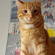 Willy a rejoint le concours — aidez-le/la à gagner de superbes lots ! cat, orange_tabby, pet, animal, indoor, wooden_surface, portrait, feline, curious, sitting, looking_at_camera, wall, photo_collage, home, domestic, whiskers, ears, fur, eyes, table