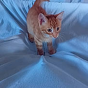 Willy a rejoint le concours — aidez-le/la à gagner de superbes lots ! cat, kitten, orange_tabby, pet, indoor, blanket, white_blanket, curious, small_cat, feline, young_cat, soft_texture, cozy, ears, whiskers, tail, cute, animal, playing, resting_place
