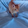 cat, kitten, orange_tabby, pet, indoor, blanket, white_blanket, curious, small_cat, feline, young_cat, soft_texture, cozy, ears, whiskers, tail, cute, animal, playing, resting_place