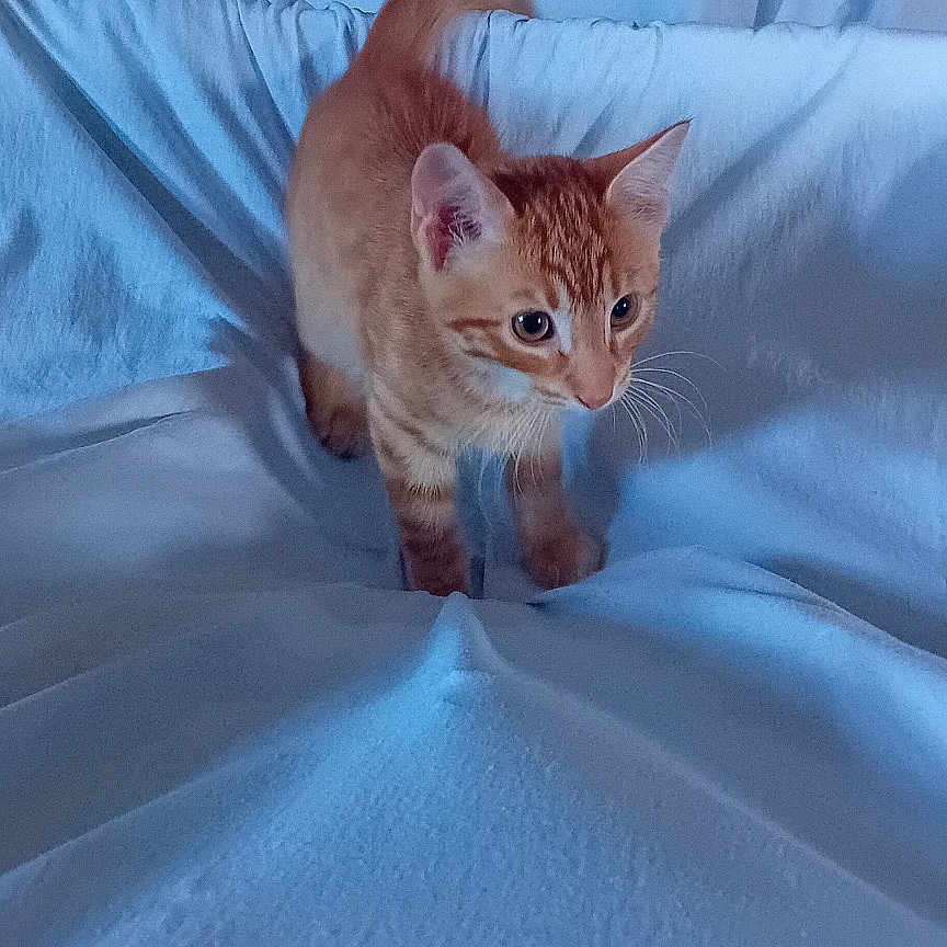 Willy a rejoint le concours — aidez-le/la à gagner de superbes lots ! animal, blanket, cat, cozy, curious, cute, ears, feline, indoor, kitten, orange_tabby, pet, playing, resting_place, small_cat, soft_texture, tail, whiskers, white_blanket, young_cat