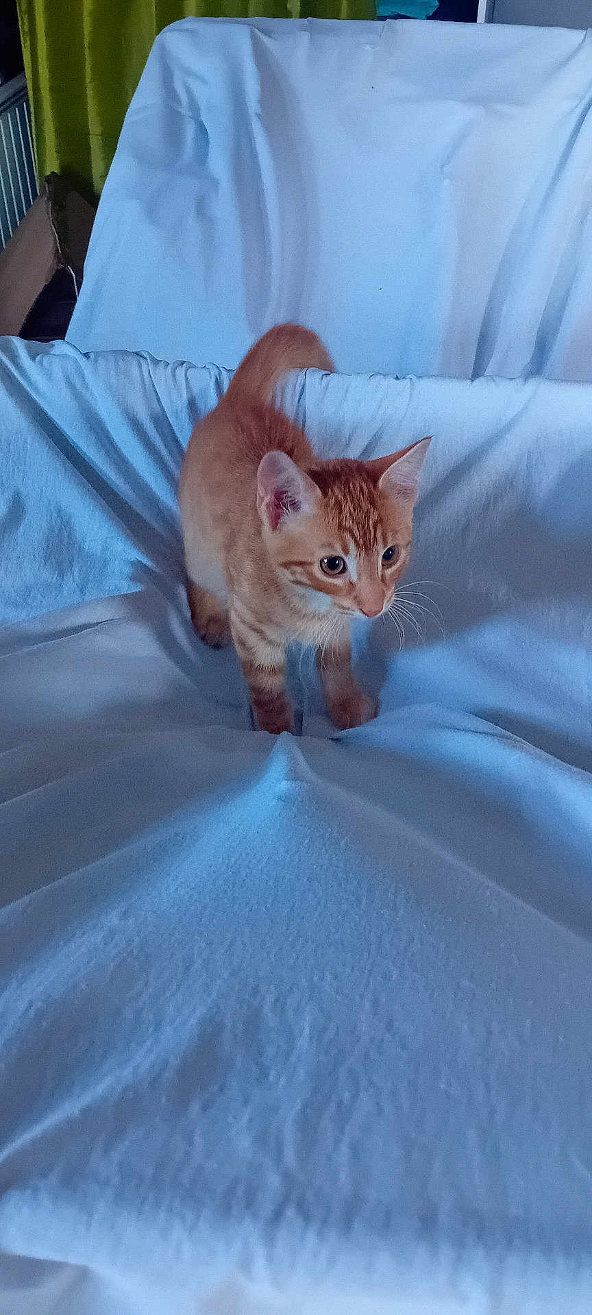 Willy