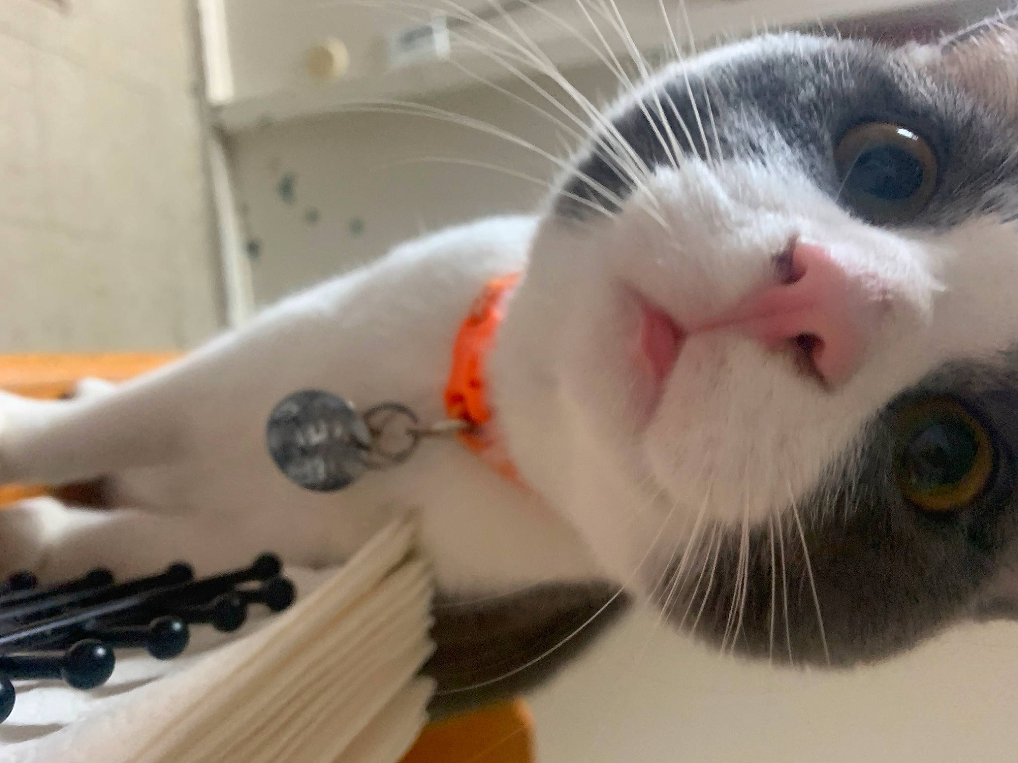 Dog joined the competition — help win amazing prizes! brush, carnivore, cat, cutlery, domestic_short_haired_cat, eyelash, fawn, felidae, fur, hand_tool, kitchen_utensil, nose, paw, pet_supply, small_to_medium_sized_cats, snout, tableware, tail, tool, whiskers