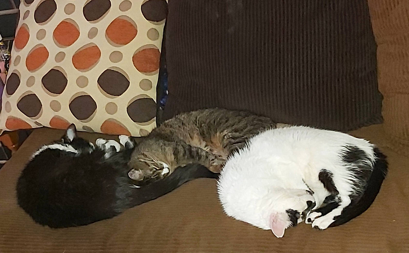 Dora Kuro Okelani joined the competition — help win amazing prizes! canidae, carnivore, cat, cat_bed, claw, comfort, couch, dog_breed, domestic_short_haired_cat, felidae, fur, mammal, nap, pattern, paw, room, small_to_medium_sized_cats, tail, vertebrate, whiskers