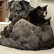 Max a rejoint le concours — aidez-le/la à gagner de superbes lots ! dog, cat, leather_chair, snuggling, cozy, pet, animal, fur, domestic, indoor, resting, companion, cute, calico_cat, large_dog, relaxed, friendship, home, comfort, cuddle